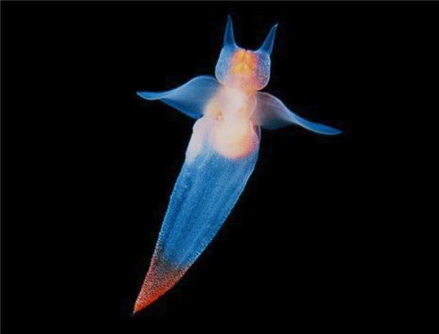 裸蝴蝶简直是天使中的恶魔,但即便它们这样凶残依旧有人喜欢它们,只