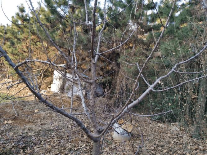 杏树整形修剪技术