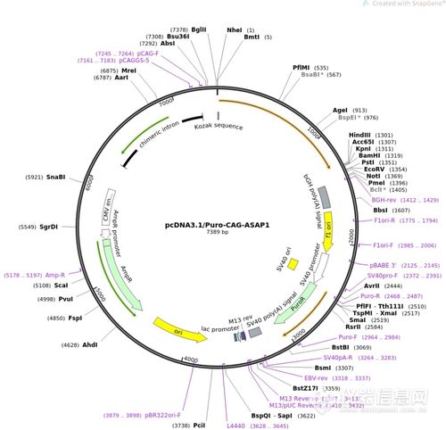 pcdna3.1-cd40l人源基因质粒