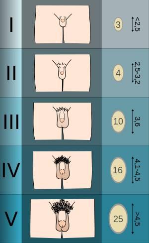 大约十一岁,男性睾丸和阴囊开始增大,阴囊变红,皮肤质地改变.