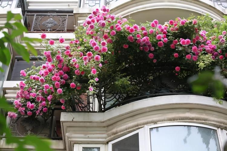适合在阳台上种植的5款藤本月季,用牵引做垂吊!