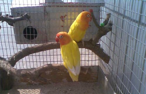 牡丹鹦鹉图片-牡丹鹦鹉长什么样子?-农人养殖网