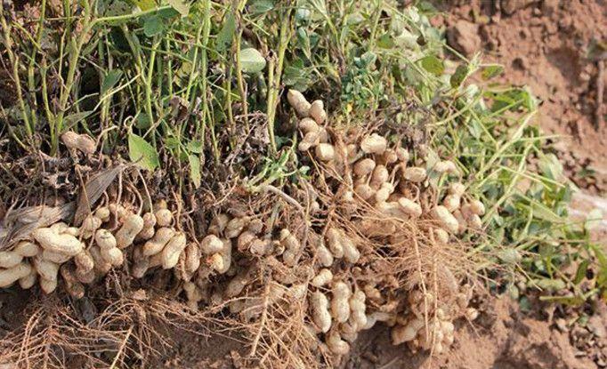 在日常生活中,我们经常吃到的蔬菜,食物,好多都是生长在土里.