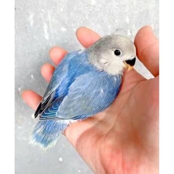 kjhgf合法亲人手养牡丹鹦鹉日本桃宠物鸟观赏鸟爱情鸟