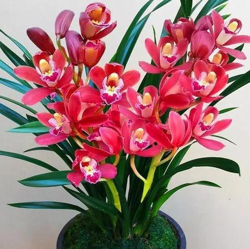 家中的盆栽花太寻常,就养殖"红将军"兰花,它被誉为