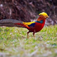 自然动物锦鸡的叫声音效