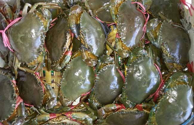 青蟹养殖的日常管理