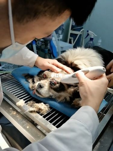 被人打爆眼镜流浪狗做了眼球摘除手术平安