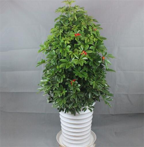 入户门口放什么植物好 这八种植物适合放在入户门口