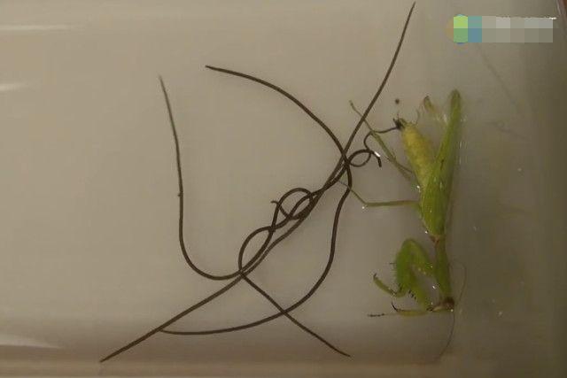 男子养了一只螳螂突然就死了倒了点水进去发生的事让人害怕
