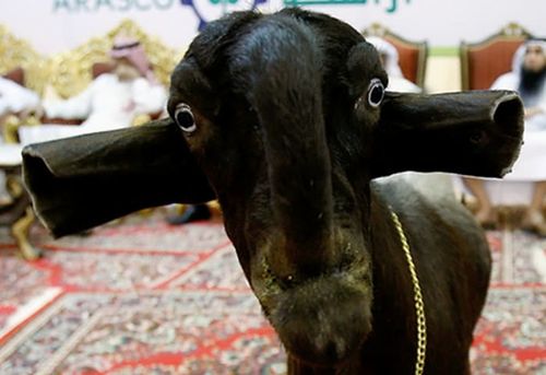 世界上最丑的羊——大马士革山羊,我是真的没认出这是个羊