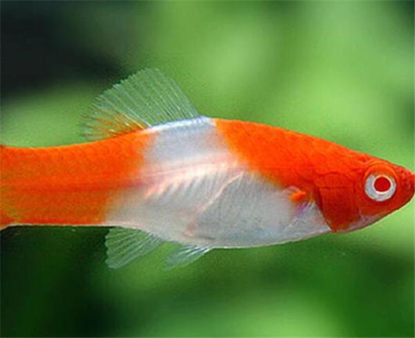红箭鱼如何分公母 红剑鱼常见病有哪些如何防治