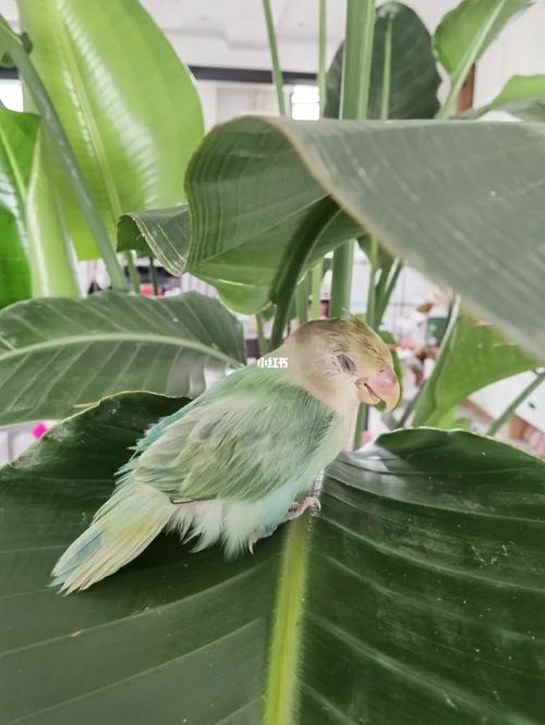 绿闪派牡丹鹦鹉_鹦鹉_牡丹_宠物_宠物其他