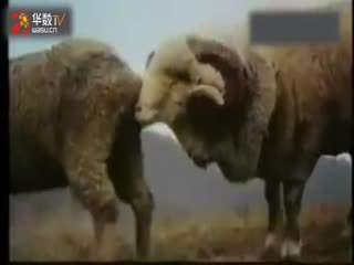 动物性行为动物交配动物自然繁殖篇(16)