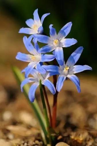 id:hxshm-bj 【雪光花】 学名:chionodoxa spp 别名:雪宝花 花语:坚韧