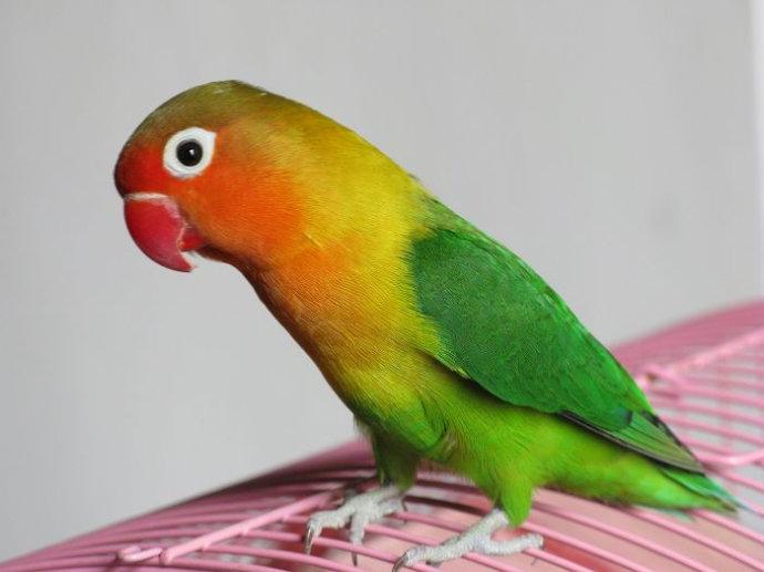 【动物世界】牡丹鹦鹉