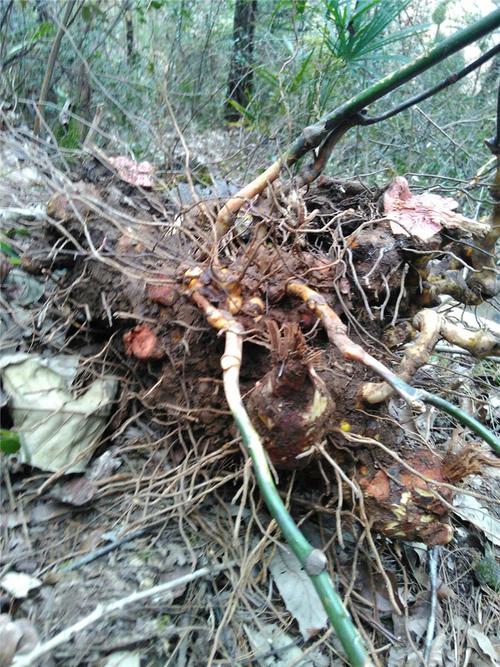 深山野生金刚刺根金刚藤头菝葜中药材片铁菱角根干薄片500克包邮