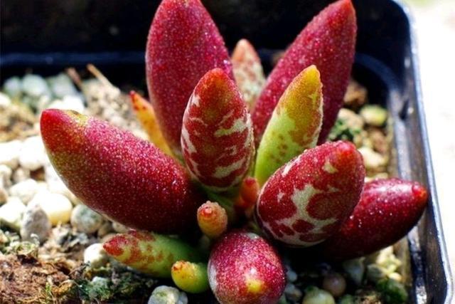 水泡系列多肉悄然走红斑纹醒目的梅花鹿水泡成热门