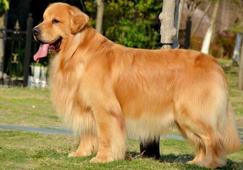 金毛都是什么颜色