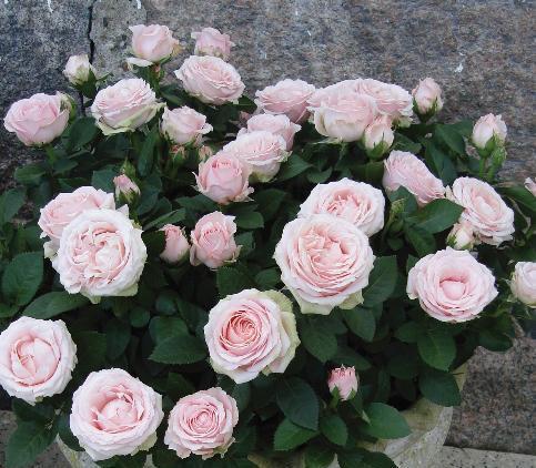 无限公主名字是有丹麦王储玛丽公主命名,曾获得室内植物丰花月季