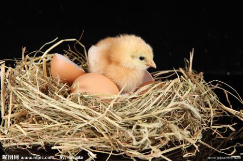 鸡窝简笔画彩色