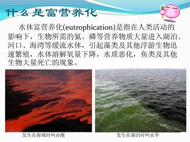 水体富营养化与防治ppt