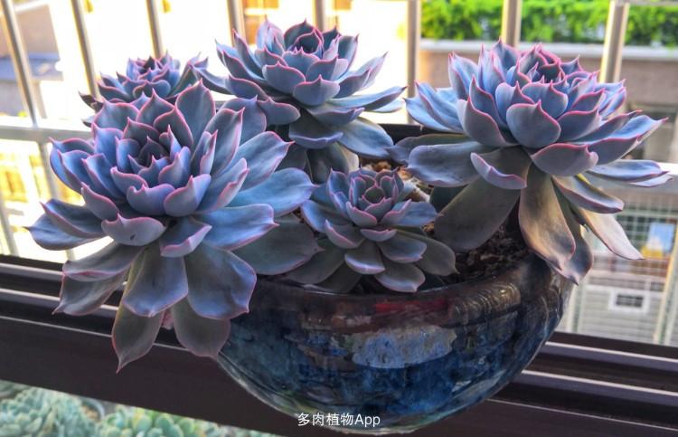 多肉依旧在,只是朱颜改