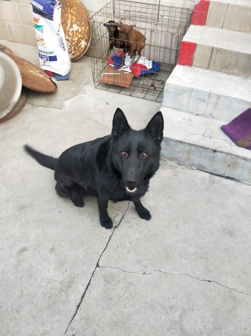 没时间养处理东德犬