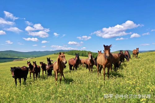 不知道去呼伦贝尔大草原旅游得花多少钱