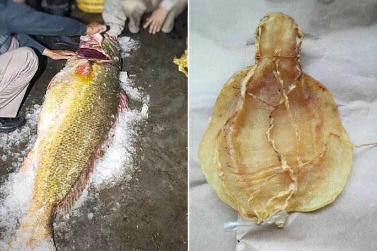 金钱鳘鱼胶(大须金钱胶)