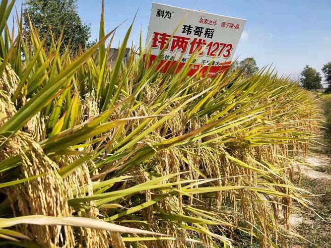 惊呼!玮两优1273在寿县农户手里种出惊人产量