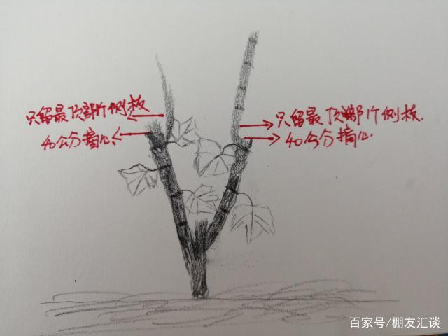 葡萄第一年整枝打杈技术图谱