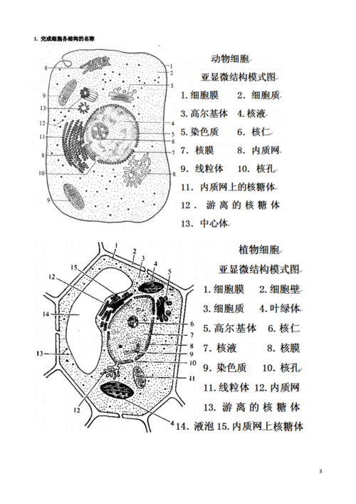 高中生物动植物细胞模式图及细胞结构的比较.doc