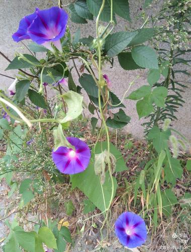 小小牵牛花