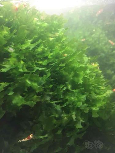 【水草】出售怪蕨莫斯