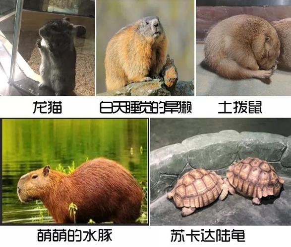 哈尔滨万象萌宠公园游玩攻略