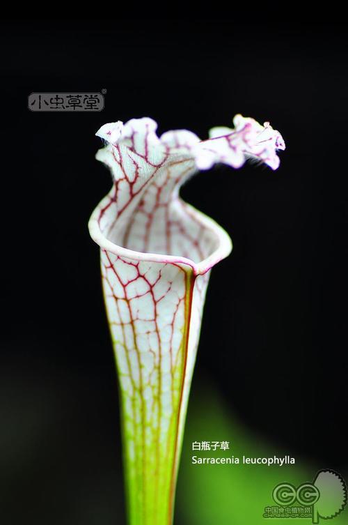 白瓶子草小虫草堂食虫植物盆栽食虫草食人花卉大型奇花异草吃蝇蚊