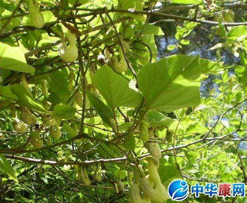 中药马兜铃的作用