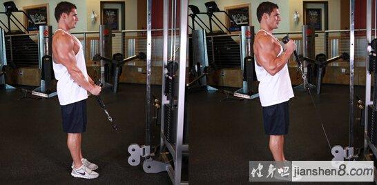 绳索器锤式弯举 - 拉力绳弯举/拉力绳锤式弯举动作图解