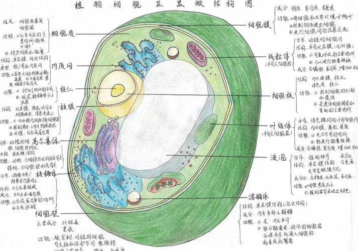 专业精美而且萌萌哒——淮南二中2022届细胞结构手绘