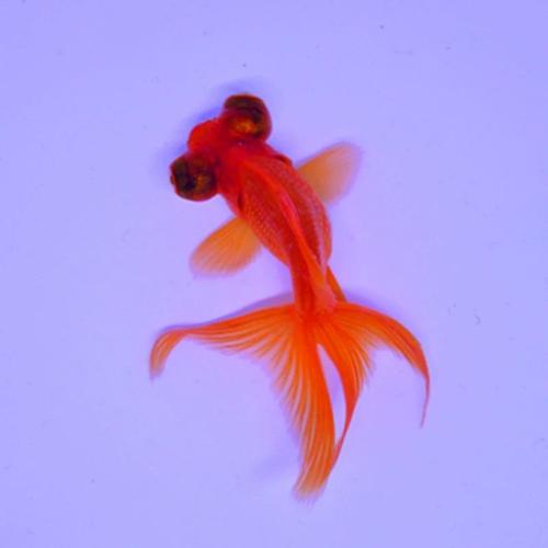 观赏鱼活体小金鱼冷水鱼锦鲤鱼金鱼苗活体淡水小型鱼 3条红龙睛4-6cm