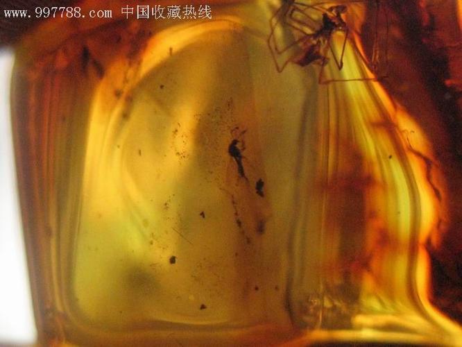琥珀中的极品-一块琥珀中有近10个亿万年前的小毘虫