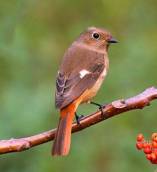 家里飞来一只鸟,长的像麻雀,尾巴橘黄色的,哪位亲知道