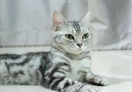 最适合家养的猫排名养猫新手必看