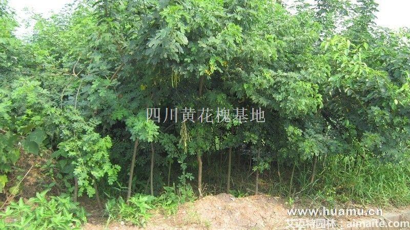 成都黄花槐 自贡黄花槐苗木信息-种植地址在自贡市黄花槐基地-2014年3