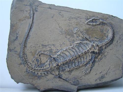 海洋生物化石现在私下市场价值过百万不知怎么出手