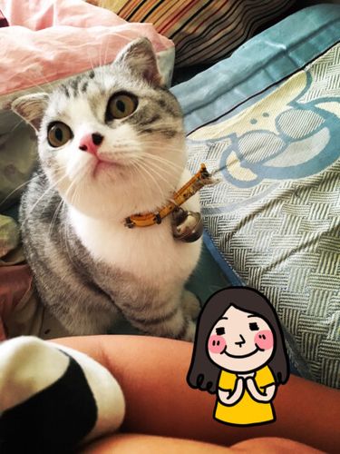喵酱