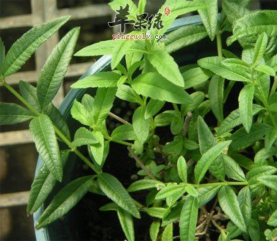 马鞭草的功效与作用