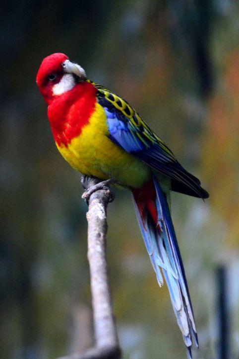 鹦形目鹦鹉科玫瑰鹦鹉属澳东玫瑰鹦鹉