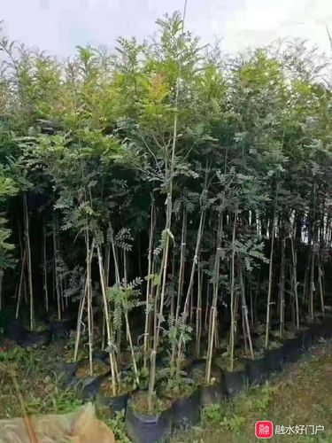 融水有人育有清香木苗咩?